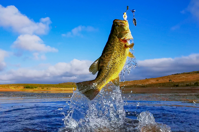 The Science of Fishing: Understanding Fish Behavior